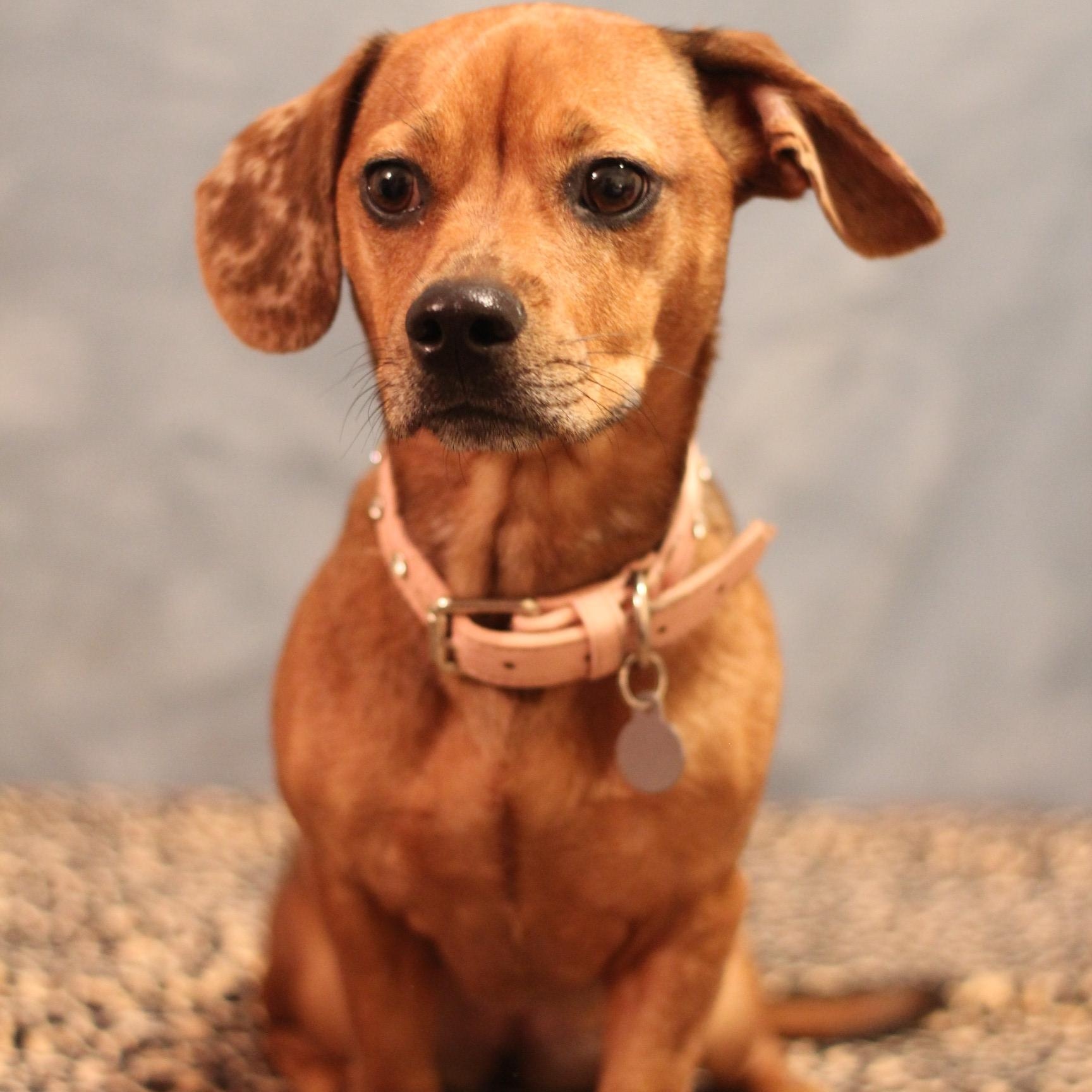 Enlarge Muffin, a Adoptable Chiweenie in Yukon, OK image 3/4