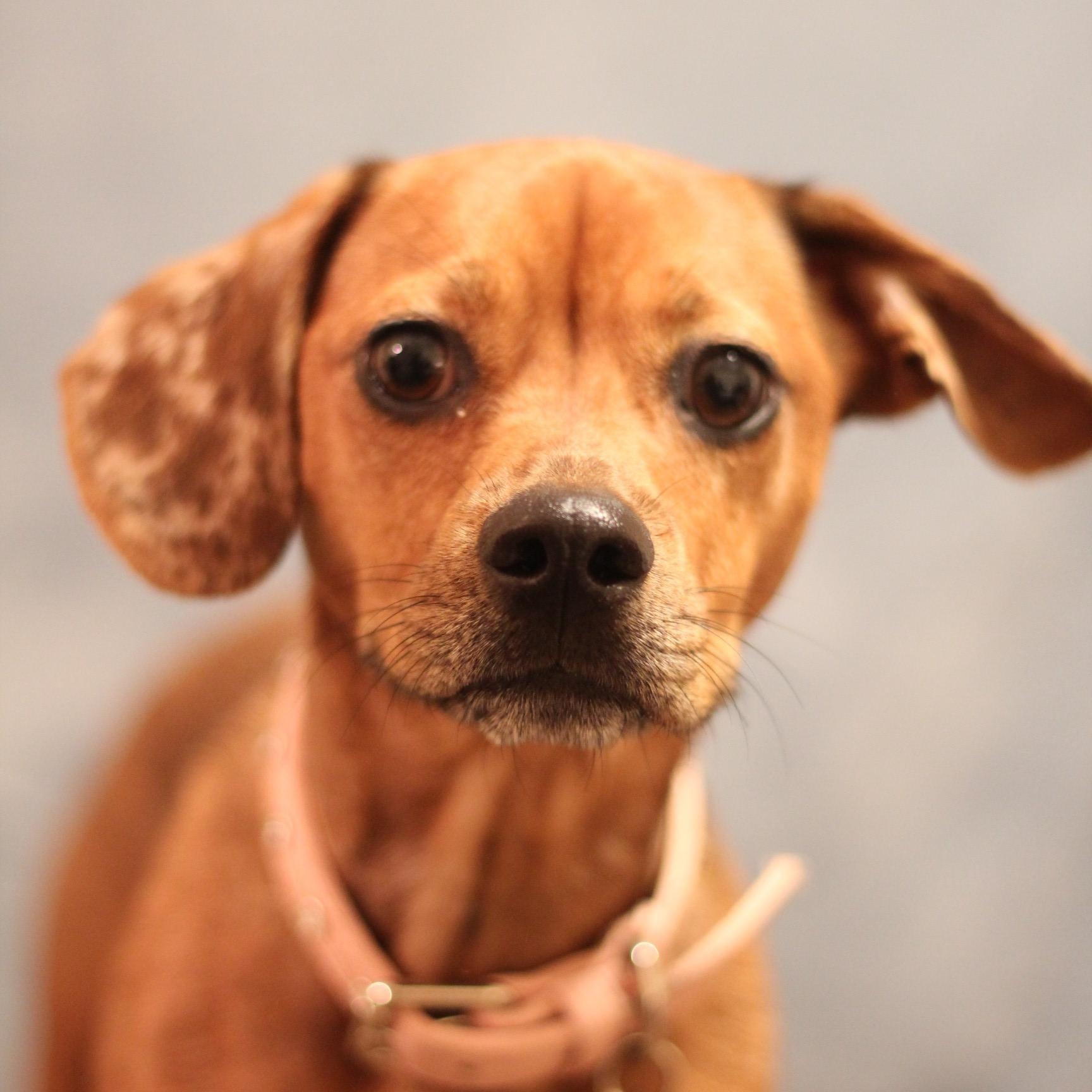 Muffin, Adoptable, Young Female Chiweenie.