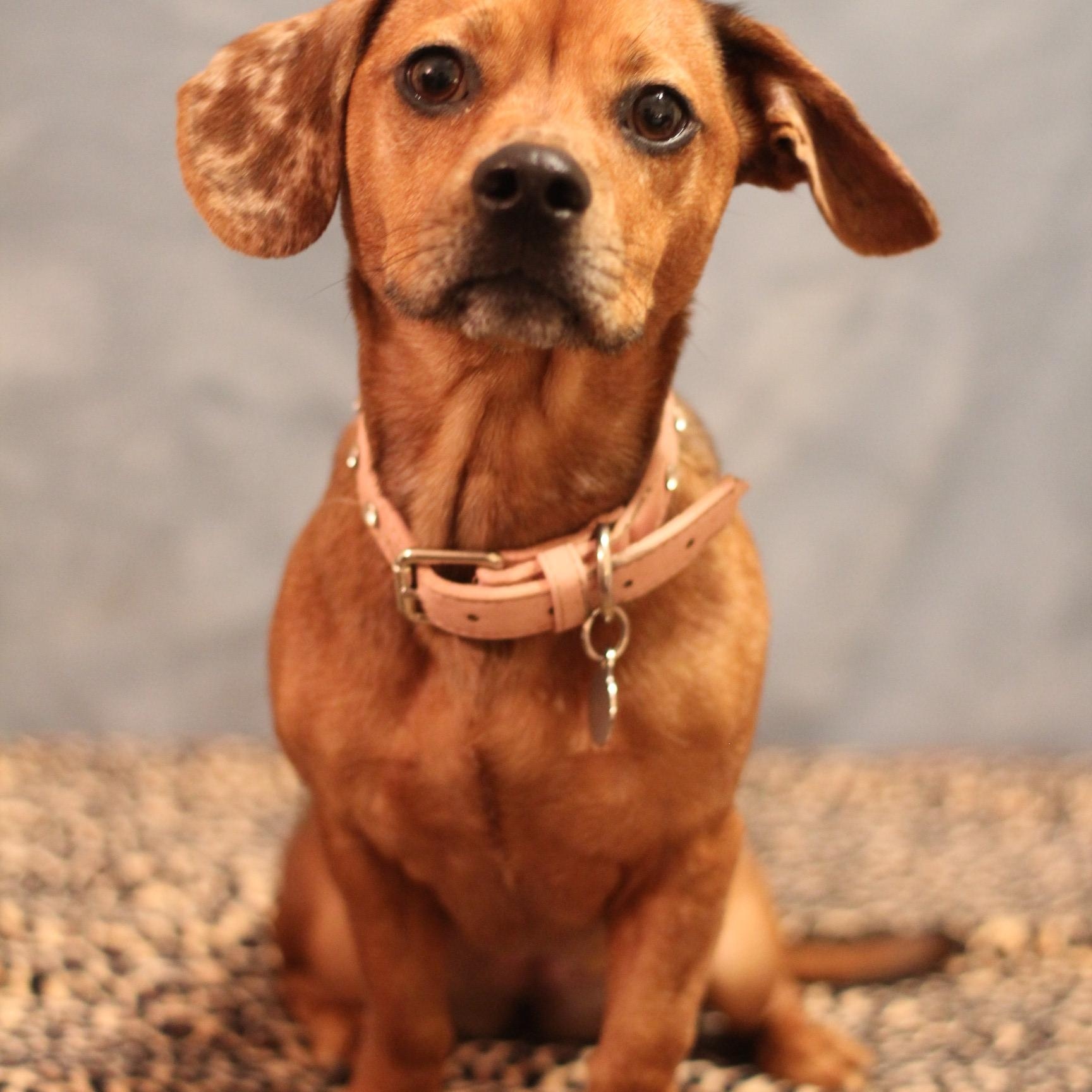 Enlarge Muffin, a Adoptable Chiweenie in Yukon, OK image 4/4