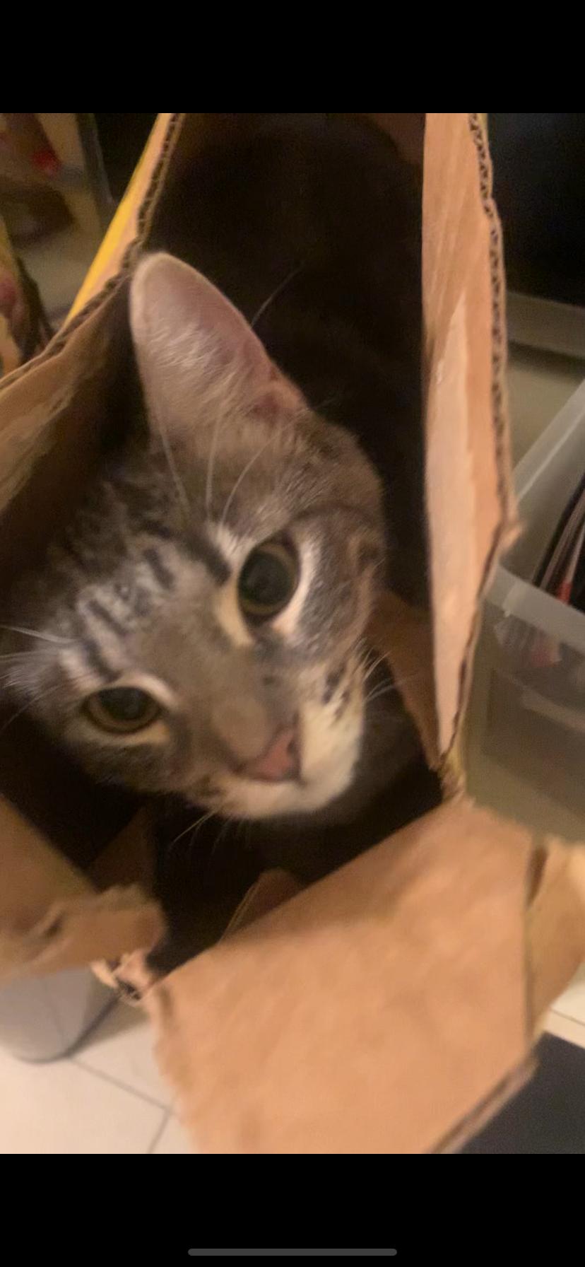 Faiz - Purry love!, a Adoptable Tabby in Fountain Valley, CA image 2/3