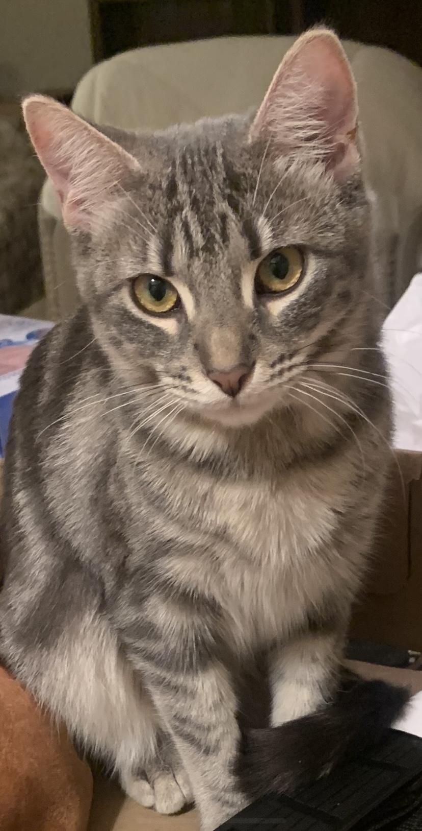 Faiz - Purry love!, a Adoptable Tabby in Fountain Valley, CA image 1/3