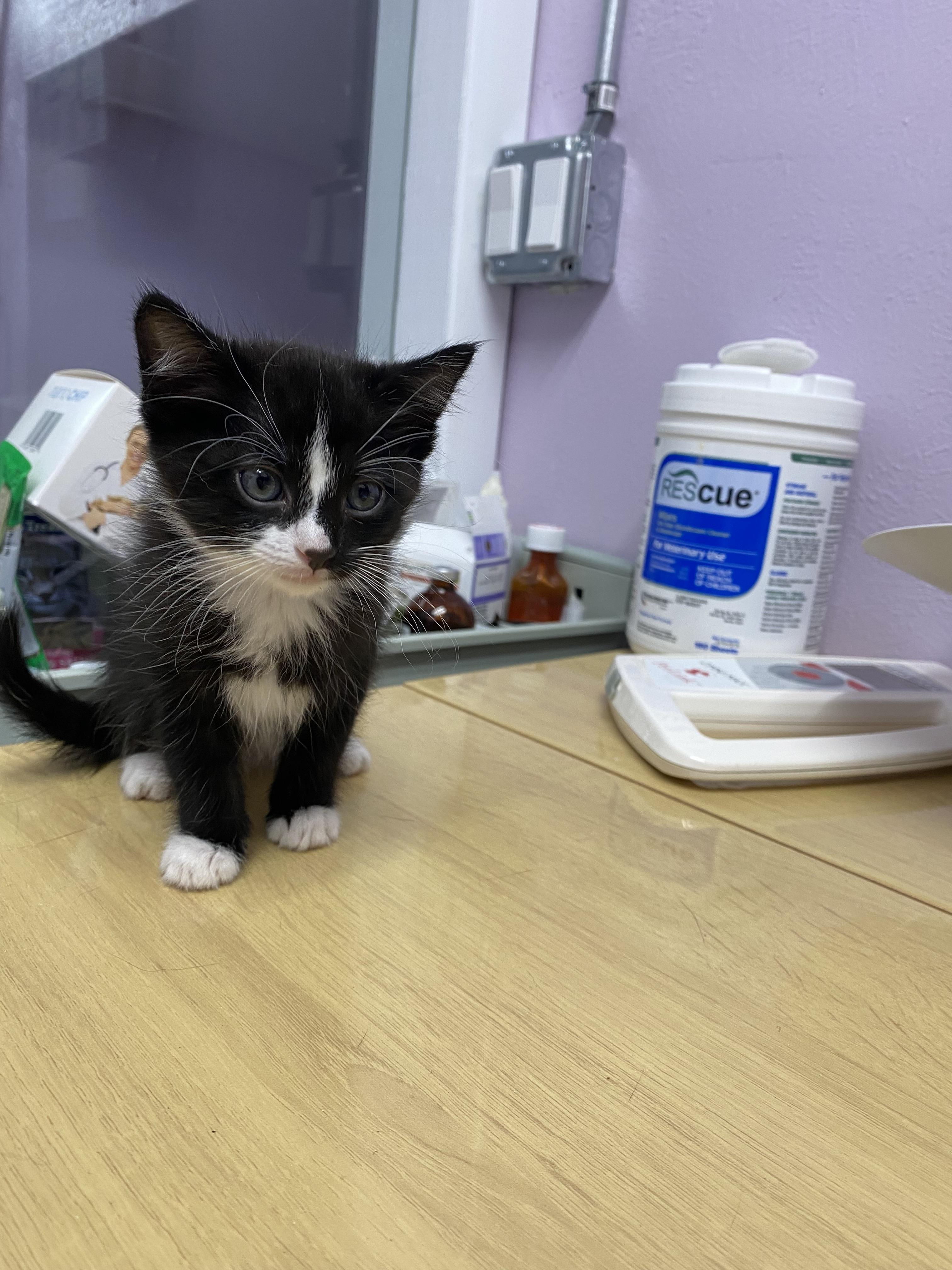 Boo, Adopted, Young Female Domestic Short Hair.