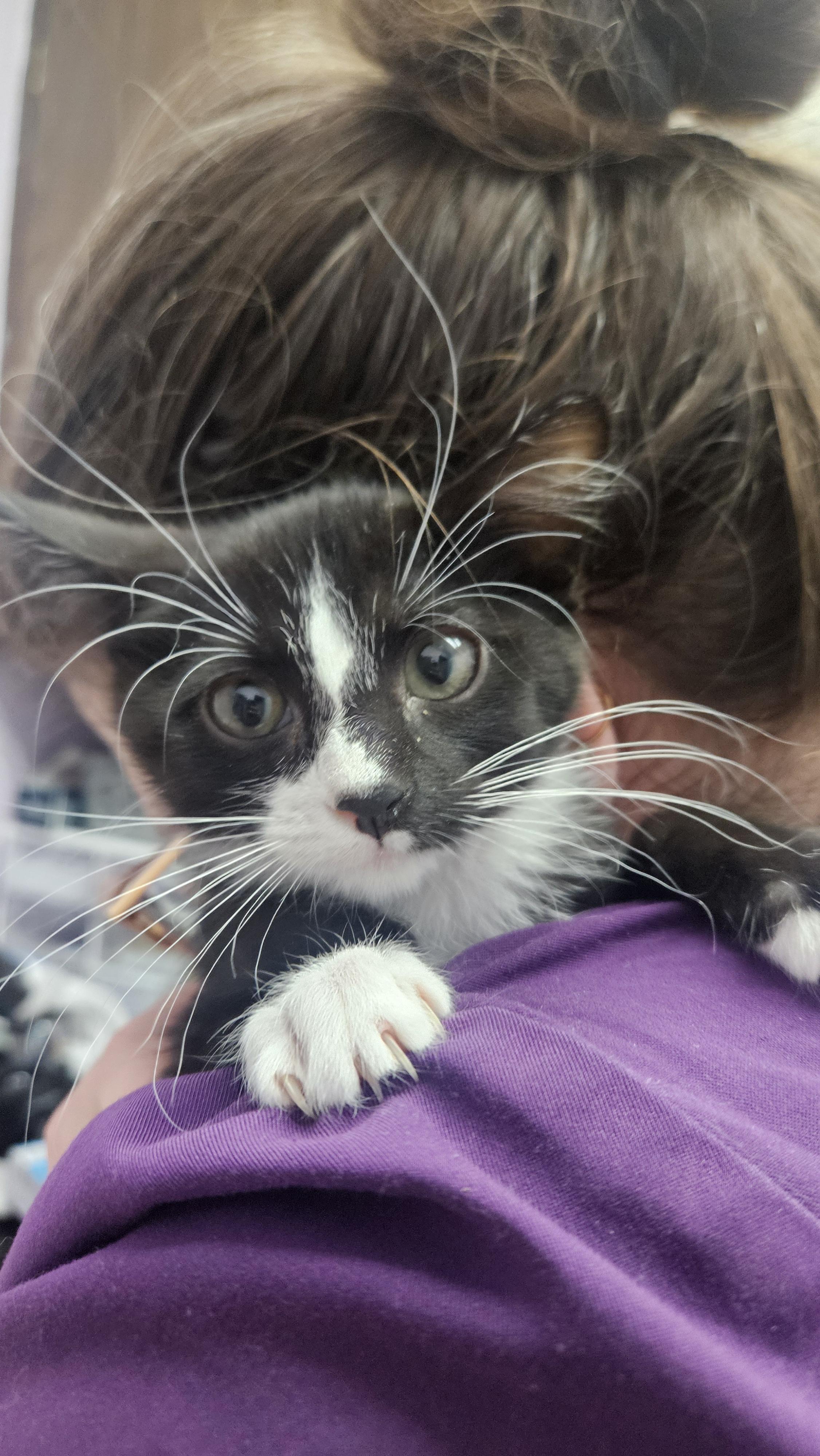 Enlarge Boo, a Adopted mixed breed in Lakewood, CO image 2/2