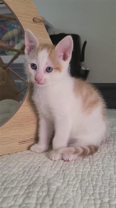 Pistachio, a Adoptable mixed breed in Fayetteville, AR image 1/5
