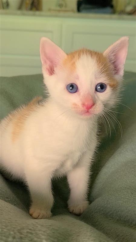 Pistachio, a Adoptable mixed breed in Fayetteville, AR image 2/5
