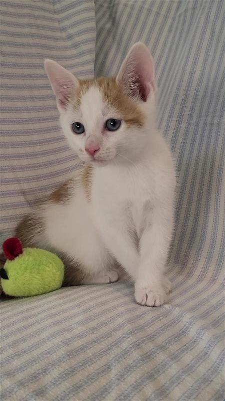 Pistachio, a Adoptable mixed breed in Fayetteville, AR image 3/5