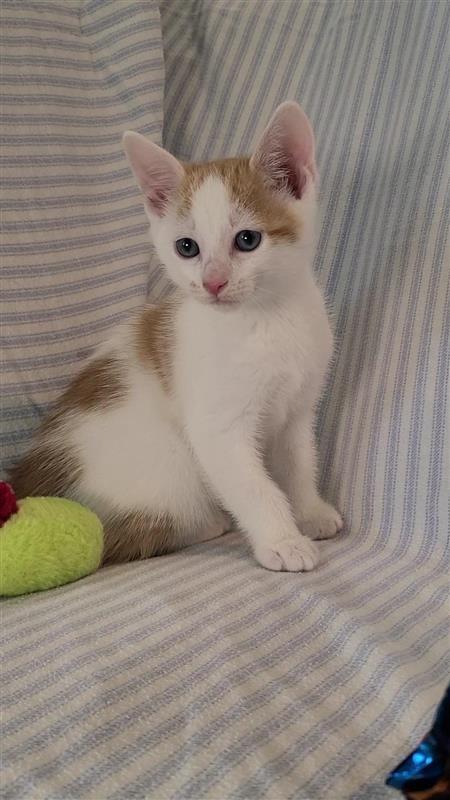 Pistachio, a Adoptable mixed breed in Fayetteville, AR image 4/5