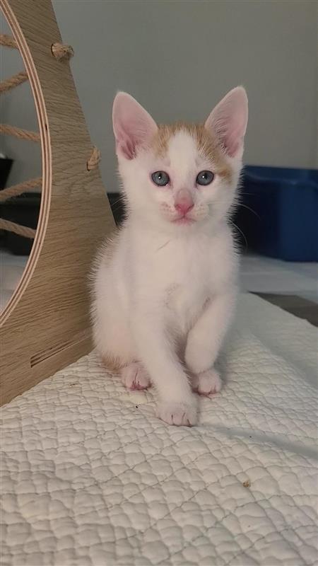 Pistachio, a Adoptable mixed breed in Fayetteville, AR image 5/5