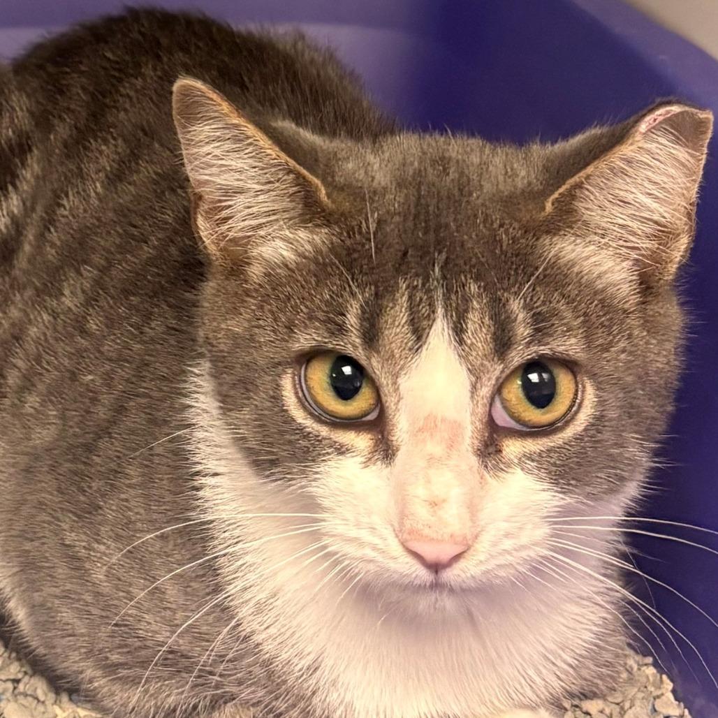 Enlarge Chick Pea, a Adoptable Domestic Short Hair in East Hanover, NJ image 1/3