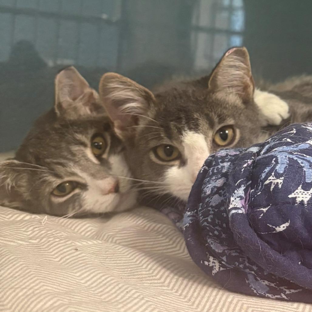Enlarge Chick Pea, a Adoptable Domestic Short Hair in East Hanover, NJ image 3/3