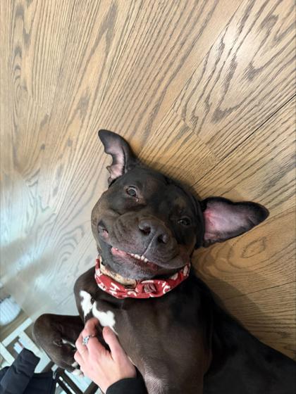 Beerus, Adoptable, Puppy Male Pit Bull Terrier & Mixed Breed.