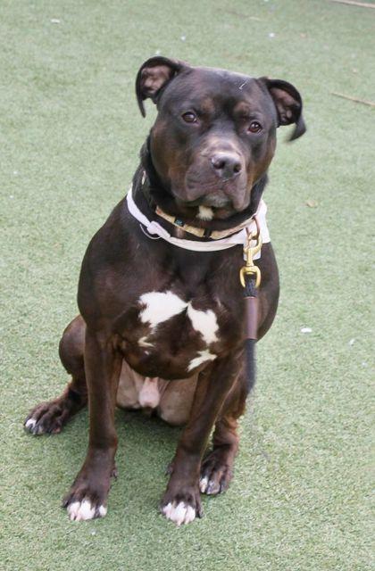 Beerus, Adoptable, Puppy Male Pit Bull Terrier & Mixed Breed.