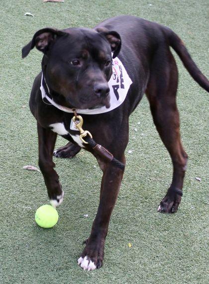 Beerus, a Adoptable mixed breed in Cleveland, OH image 2/2