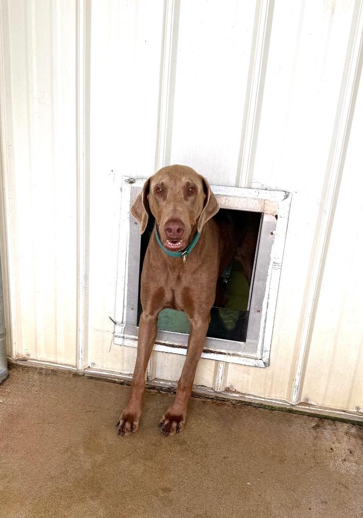 Sadie, Adoptable, Adult Female Doberman Pinscher.