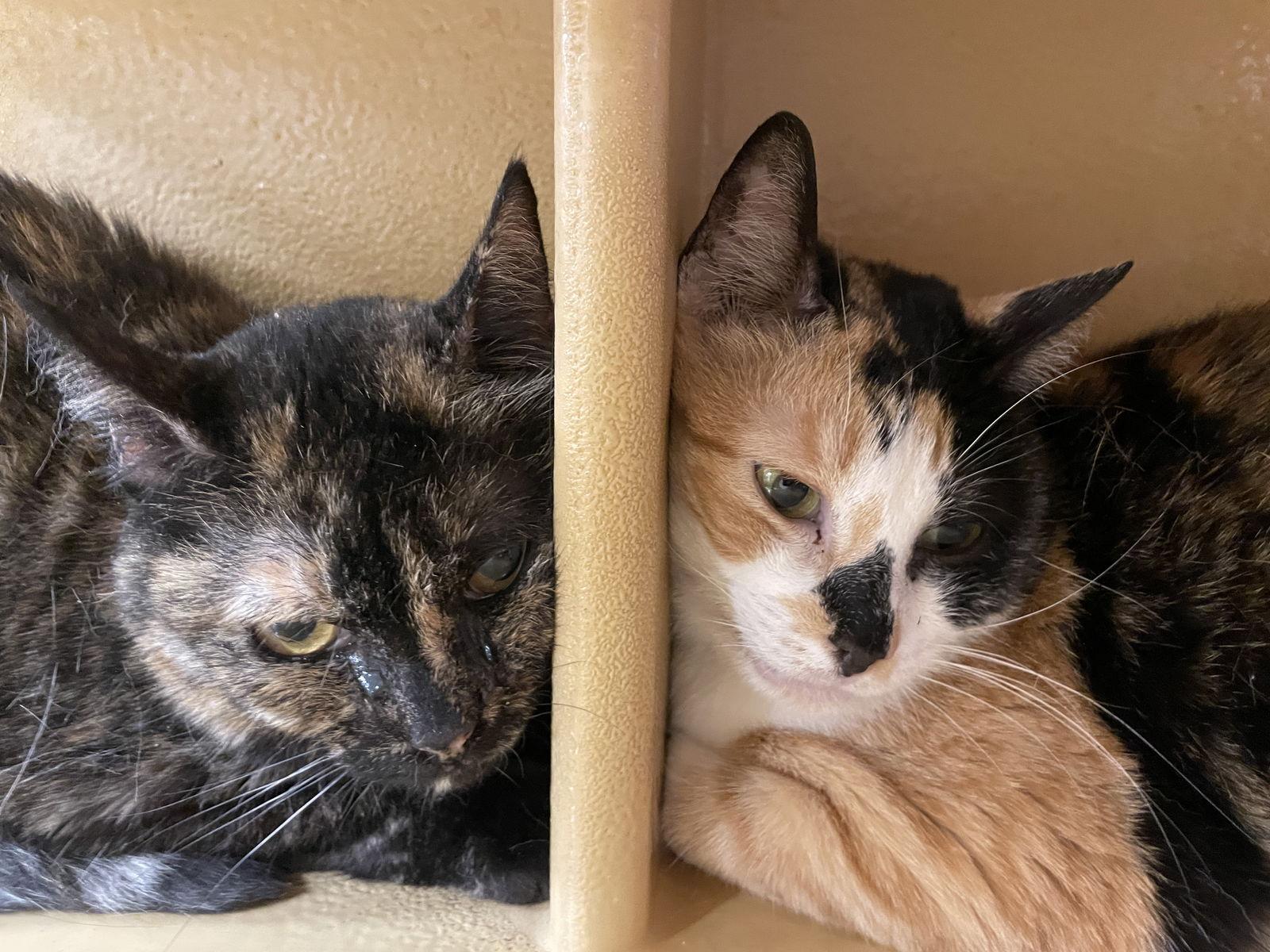 Helga, a Adoptable Domestic Short Hair in Oakland Park, FL image 1/3