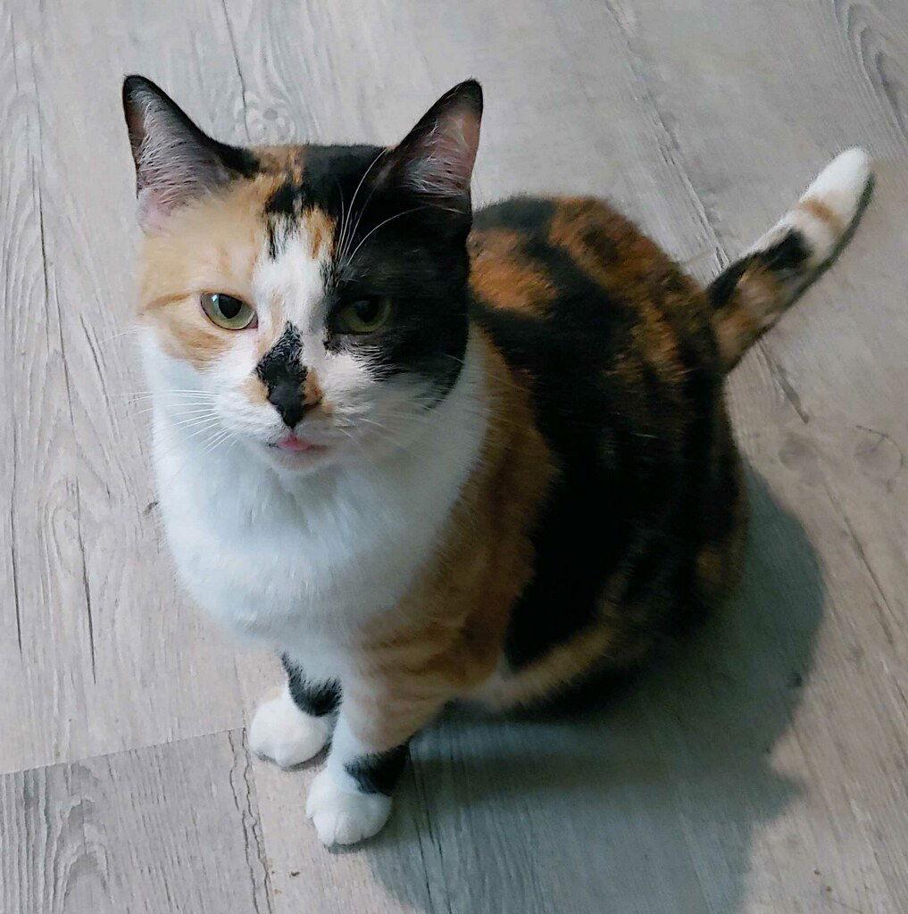 Helga, Adoptable, Adult Female Domestic Short Hair.