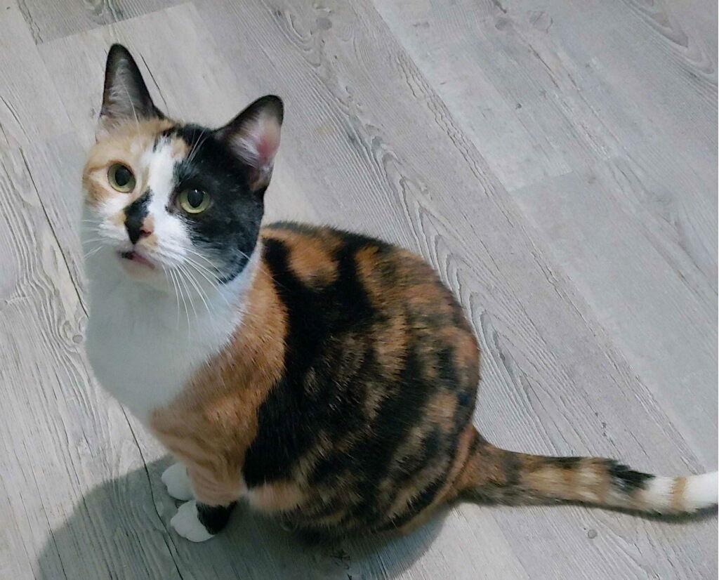 Helga, a Adoptable Domestic Short Hair in Oakland Park, FL image 3/3