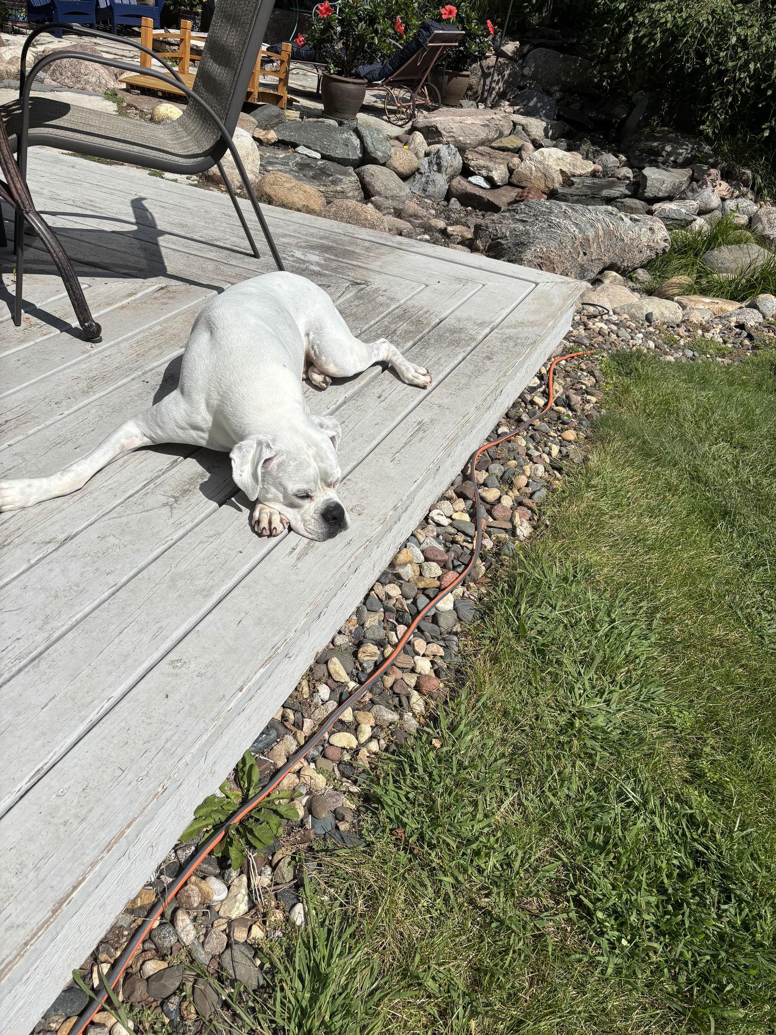Enlarge Pete, a Adoptable Boxer in Woodbury, MN image 1/3