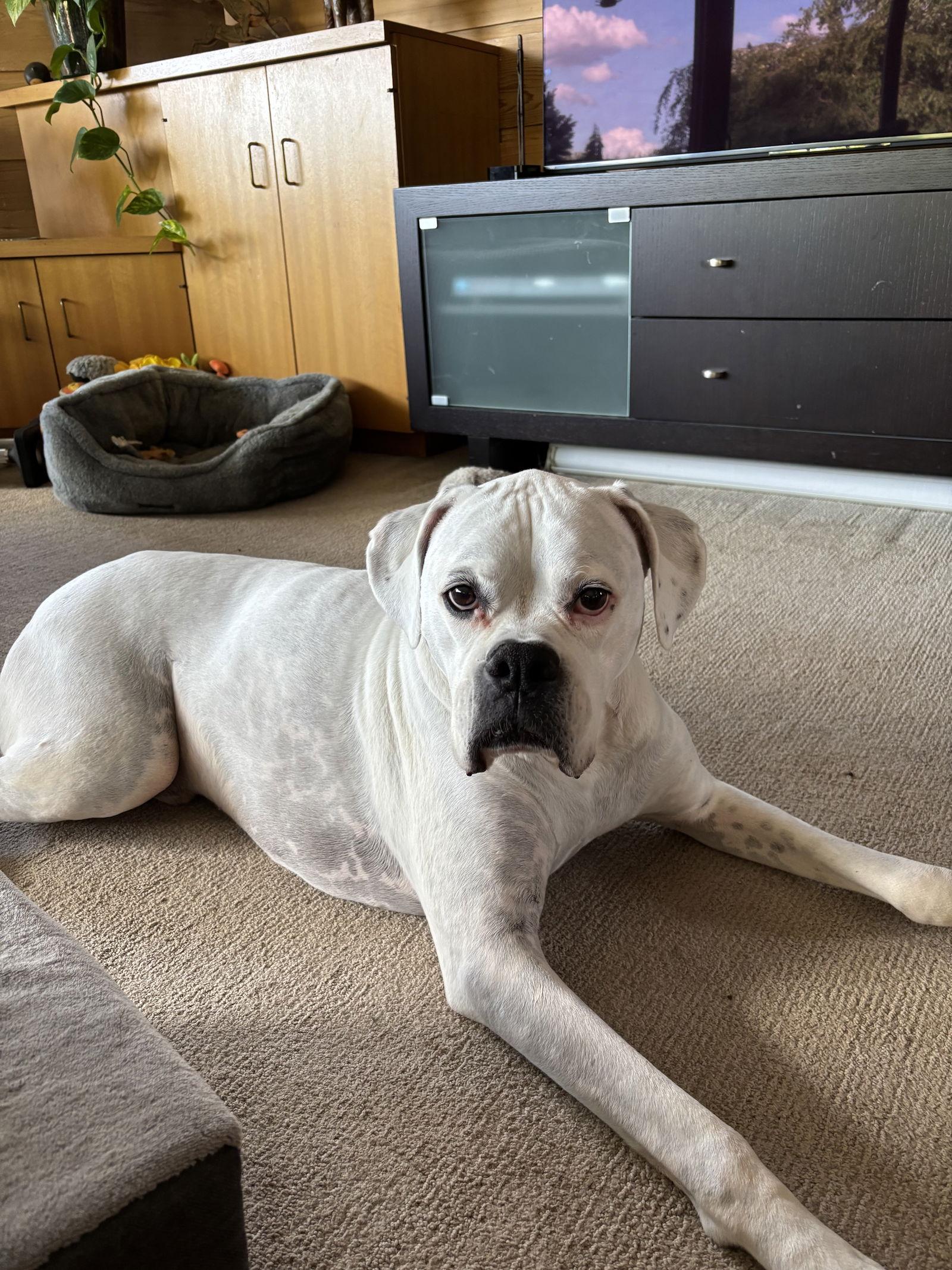 Enlarge Pete, a Adoptable Boxer in Woodbury, MN image 2/3