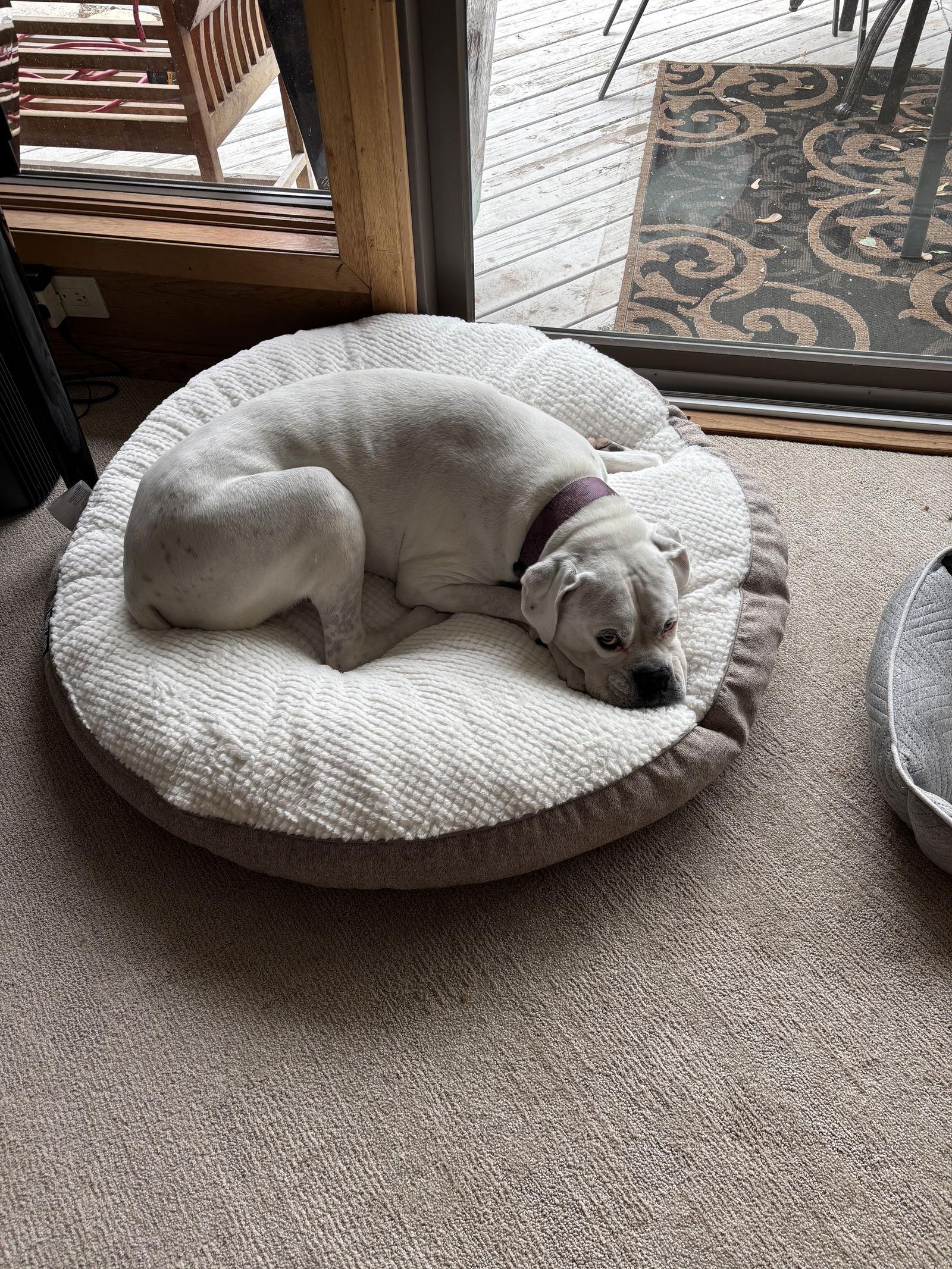 Enlarge Pete, a Adoptable Boxer in Woodbury, MN image 3/3