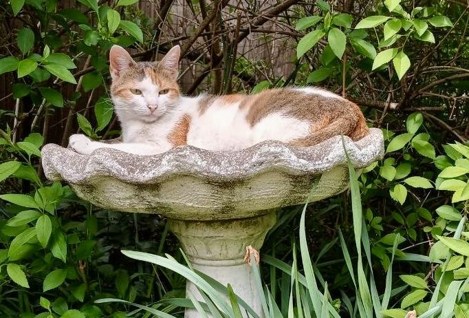 Piper, Adoptable, Adult Female Calico & Domestic Short Hair.