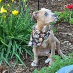 Enlarge Cubone , a ADOPTABLE mixed breed in Lodi, CA image 2/5