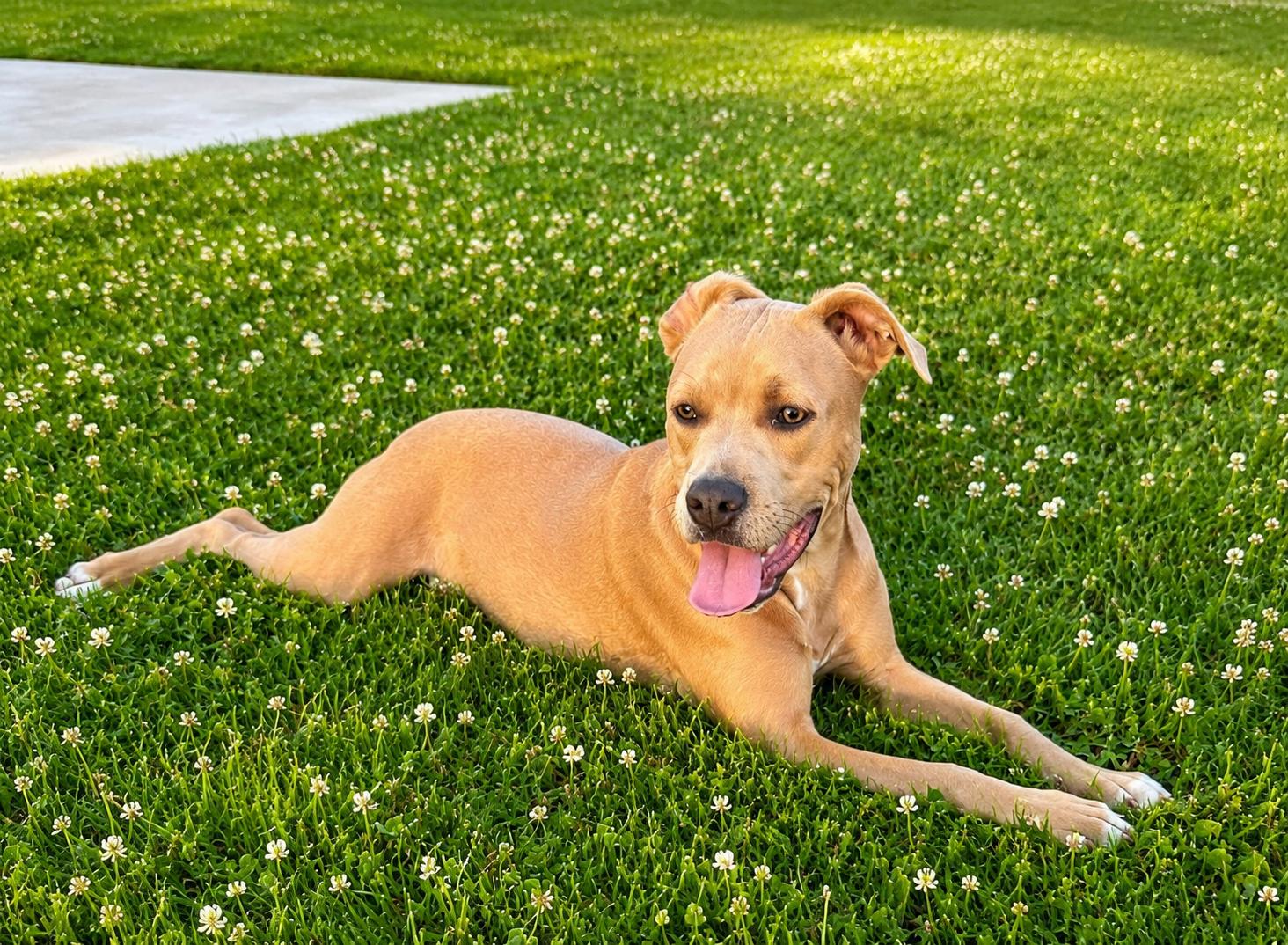 Enlarge Cubone , a ADOPTABLE mixed breed in Lodi, CA image 3/6
