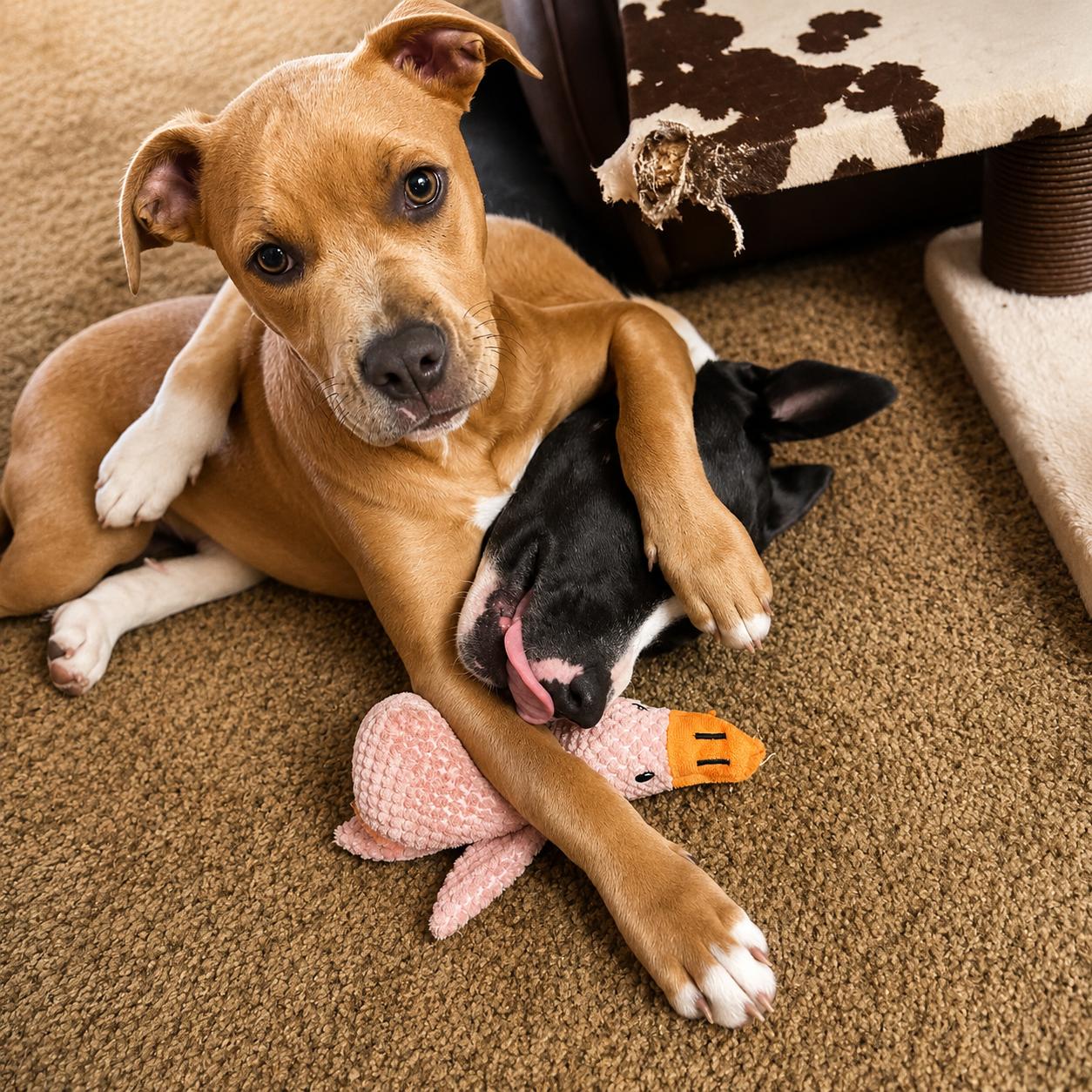 Enlarge Cubone , a ADOPTABLE mixed breed in Lodi, CA image 4/6