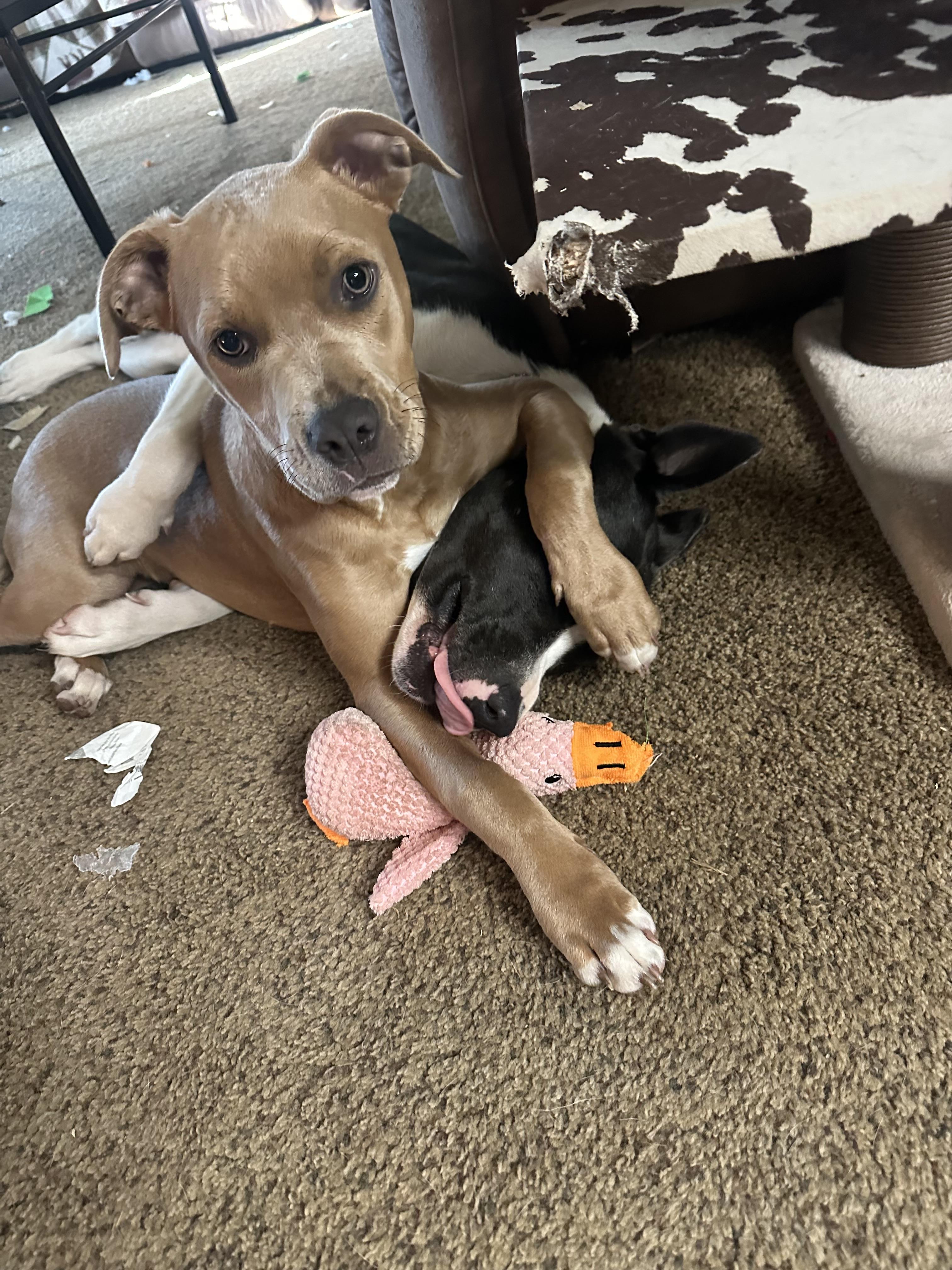 Enlarge Cubone , a ADOPTABLE mixed breed in Lodi, CA image 2/6