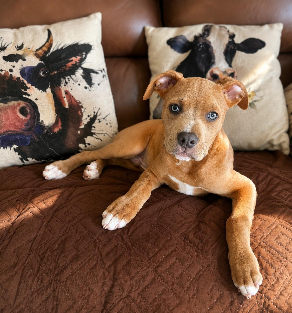 Enlarge Cubone , a ADOPTABLE mixed breed in Lodi, CA image 2/6