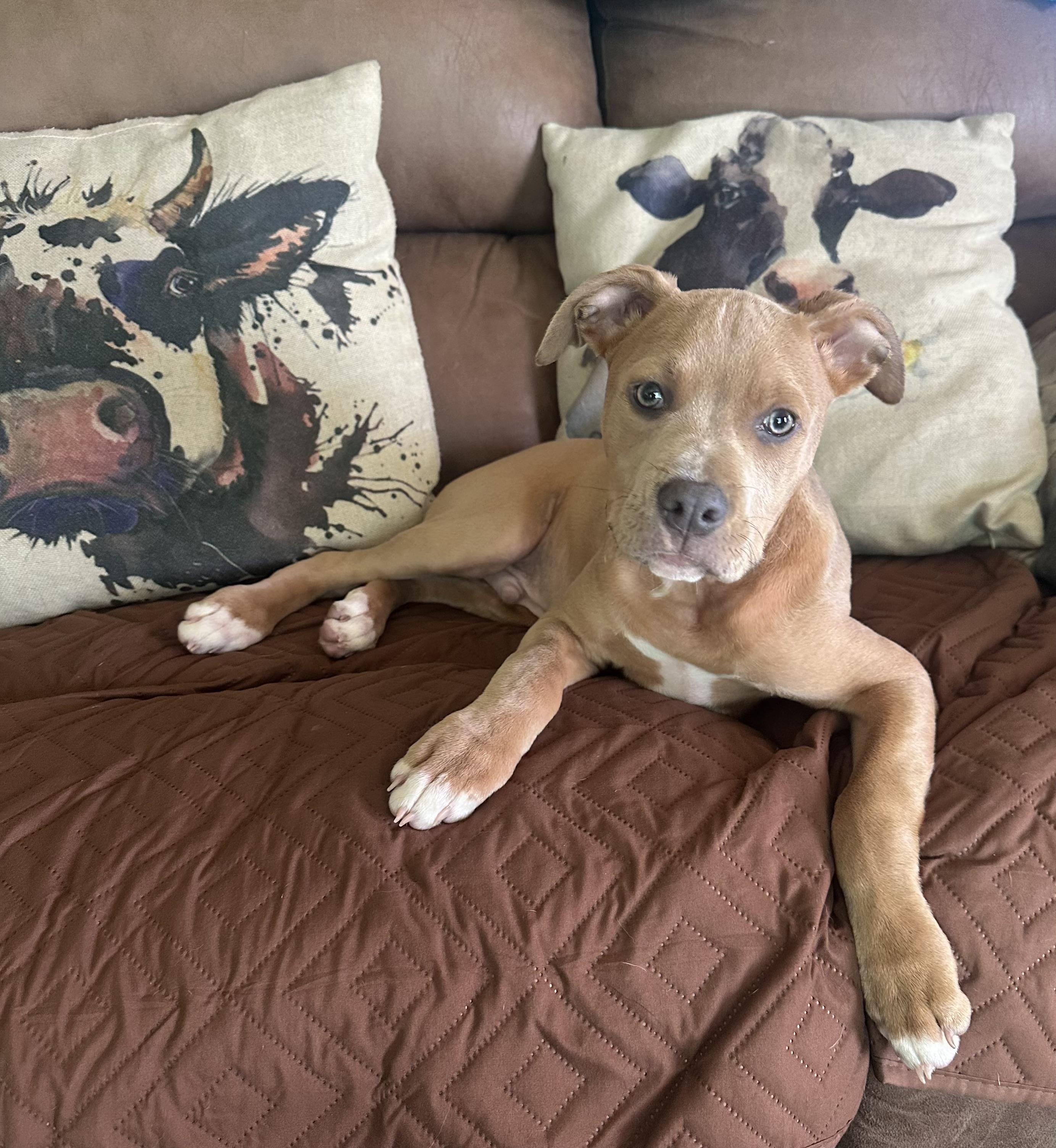 Enlarge Cubone , a ADOPTABLE mixed breed in Lodi, CA image 3/6