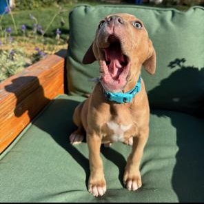 Enlarge Cubone , a ADOPTABLE mixed breed in Lodi, CA image 4/5