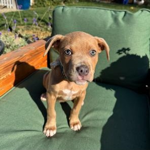 Enlarge Cubone , a ADOPTABLE mixed breed in Lodi, CA image 3/5