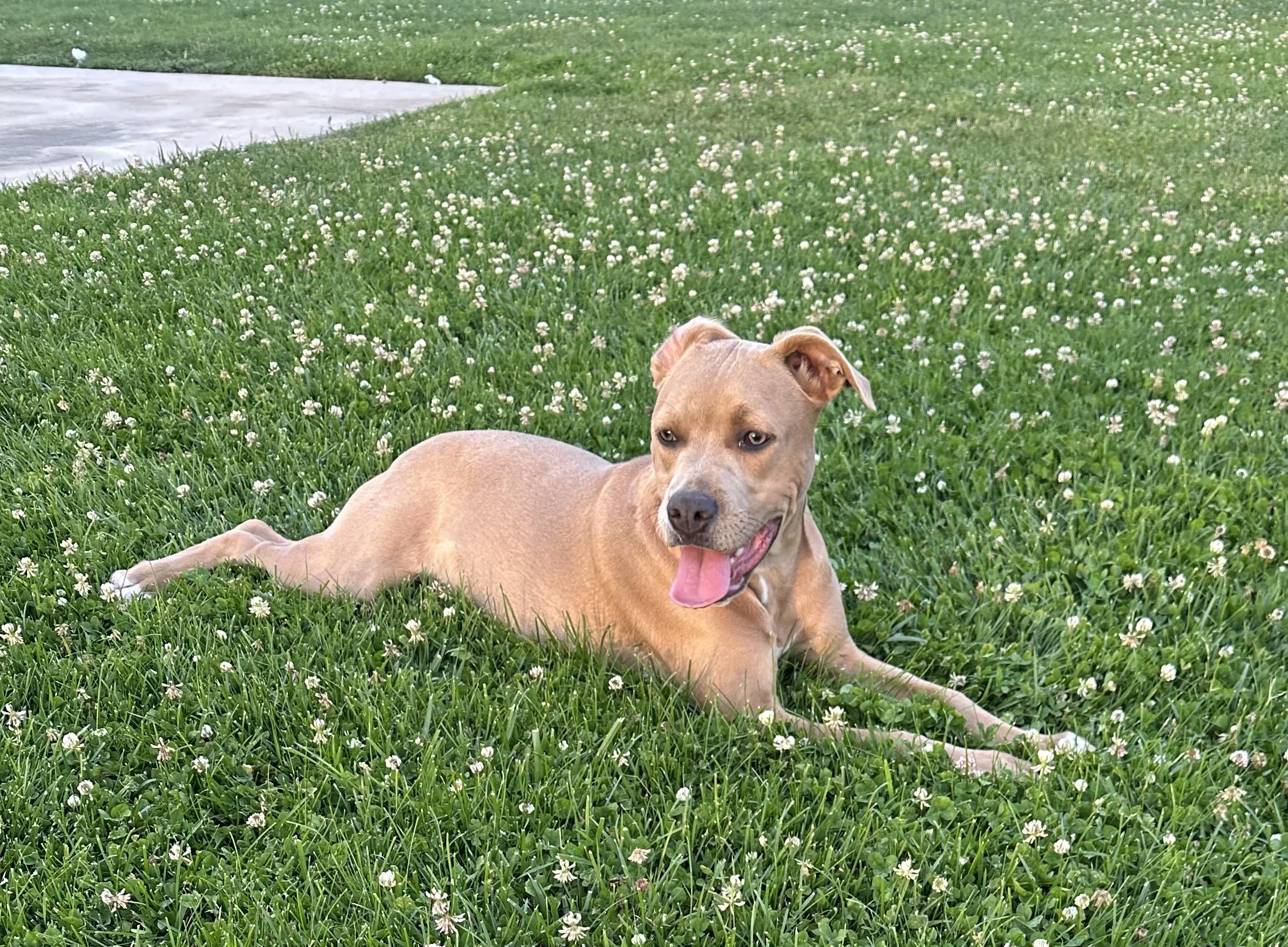 Enlarge Cubone , a ADOPTABLE mixed breed in Lodi, CA image 1/6