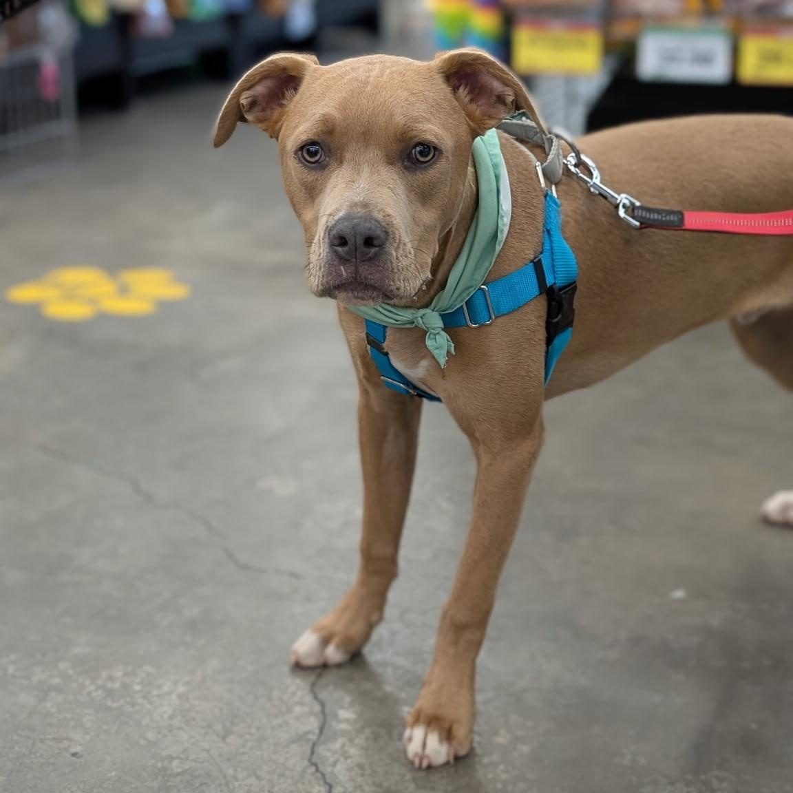 Enlarge Cubone , a ADOPTABLE mixed breed in Lodi, CA image 1/6