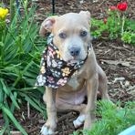 Enlarge Cubone , a ADOPTABLE mixed breed in Lodi, CA image 1/5