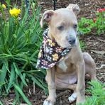 Enlarge Cubone , a ADOPTABLE mixed breed in Lodi, CA image 5/5