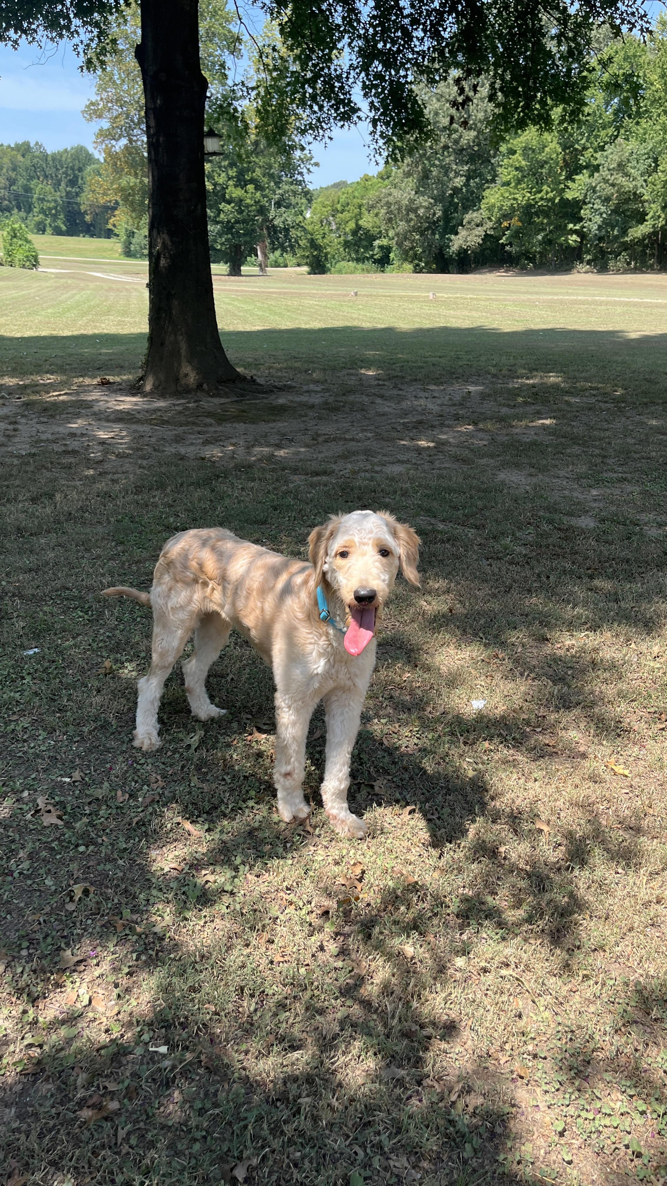 Enlarge Elliott, an adopted Goldendoodle in Columbus , OH image 2/3