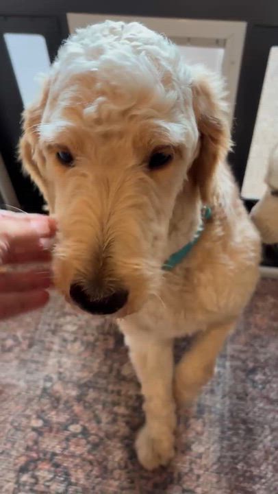 Enlarge Elliott, an adopted Goldendoodle in Columbus , OH video 3/3