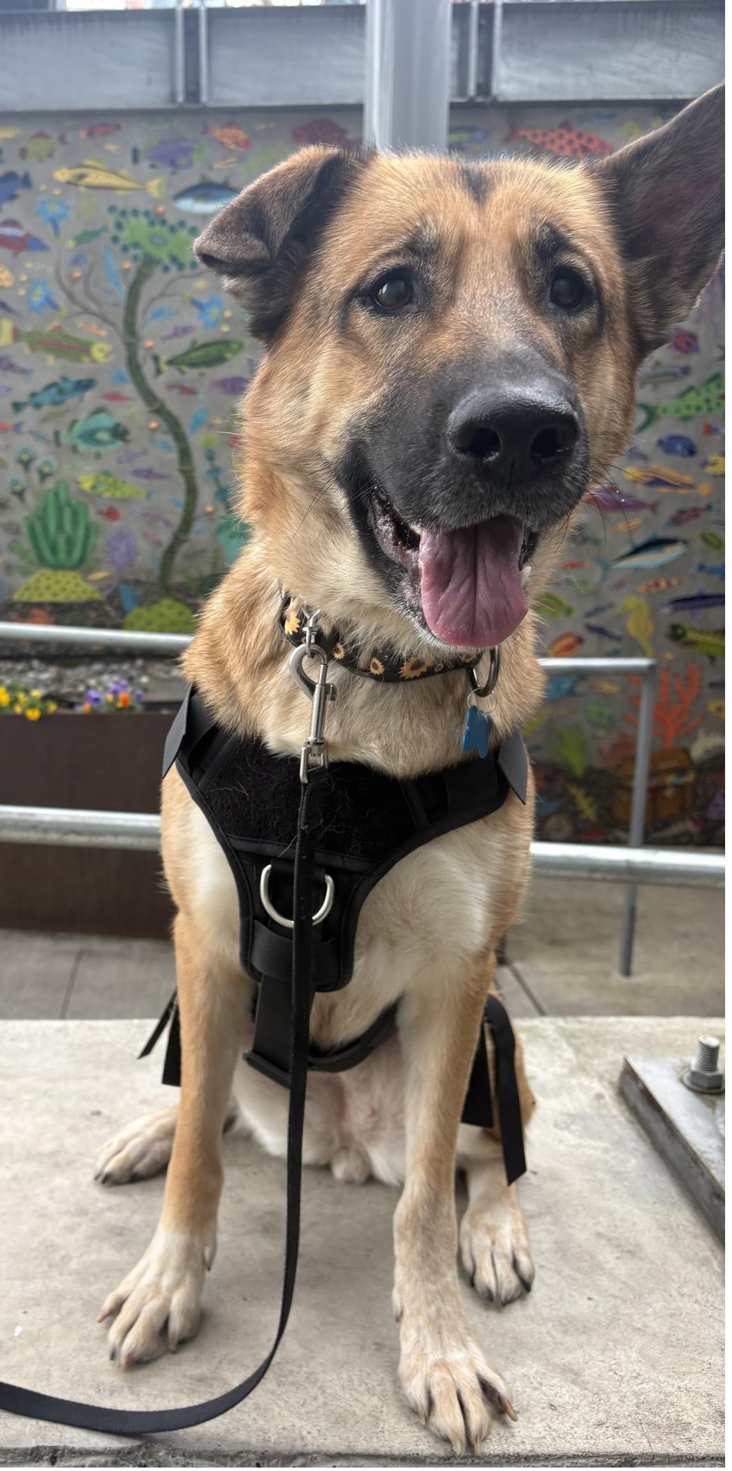 Baby, Adoptable, Adult Female German Shepherd Dog.
