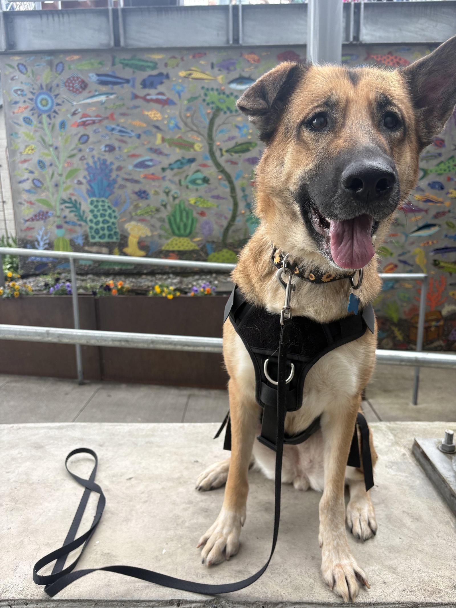 Baby, Adoptable, Adult Female German Shepherd Dog.