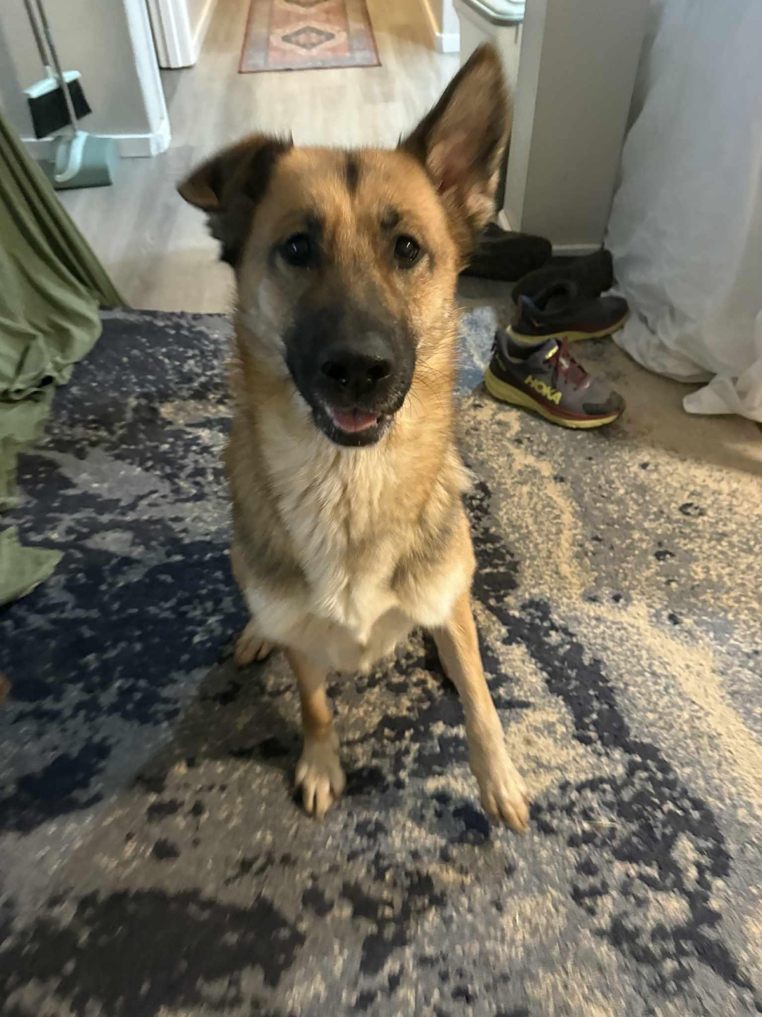 Baby, a Adoptable German Shepherd Dog in Bothell, WA image 2/3