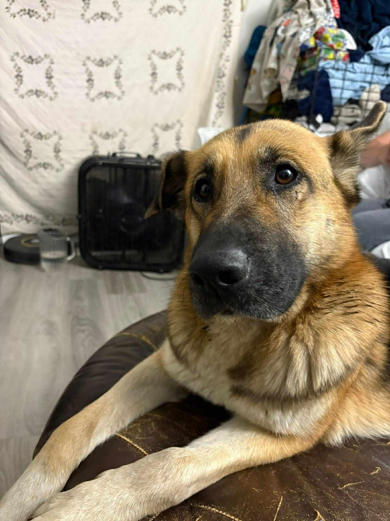 Baby, a Adoptable German Shepherd Dog in Bothell, WA image 3/3