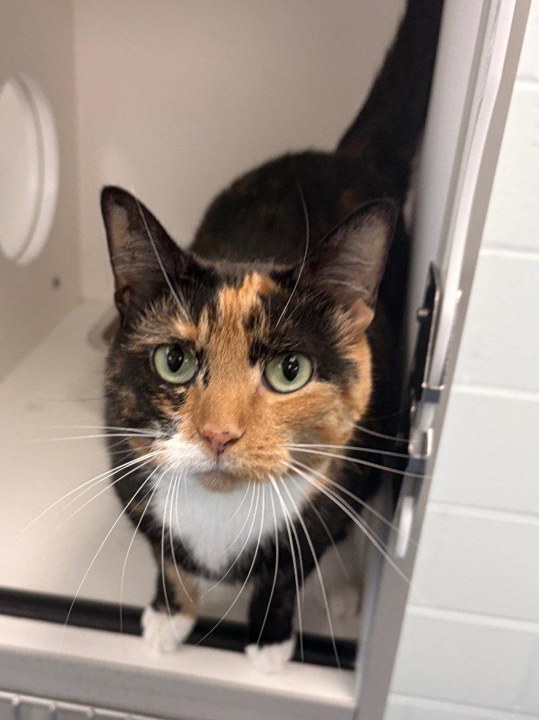 26-318 Piper, Adoptable, Adult Female Domestic Short Hair.