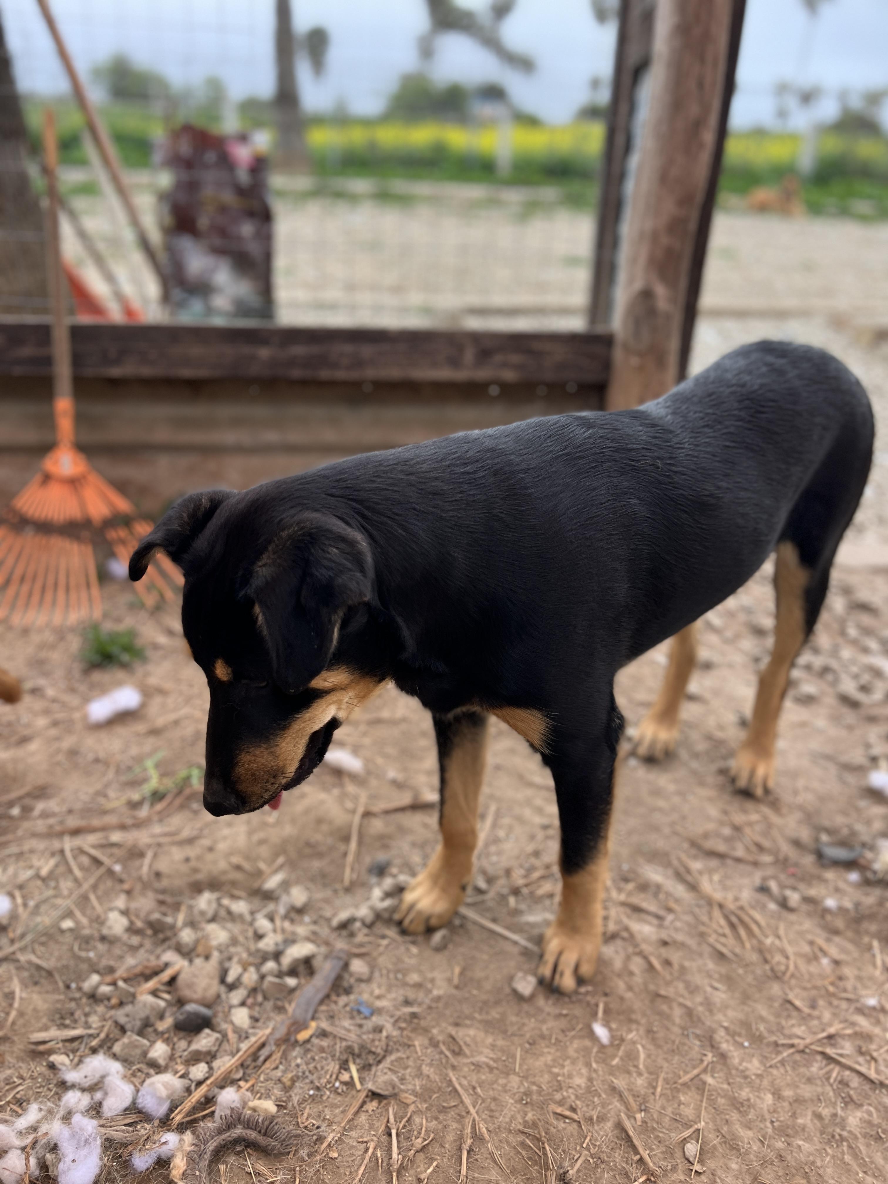 Brownie, a Adoptable mixed breed in Carlsbad, CA image 2/4