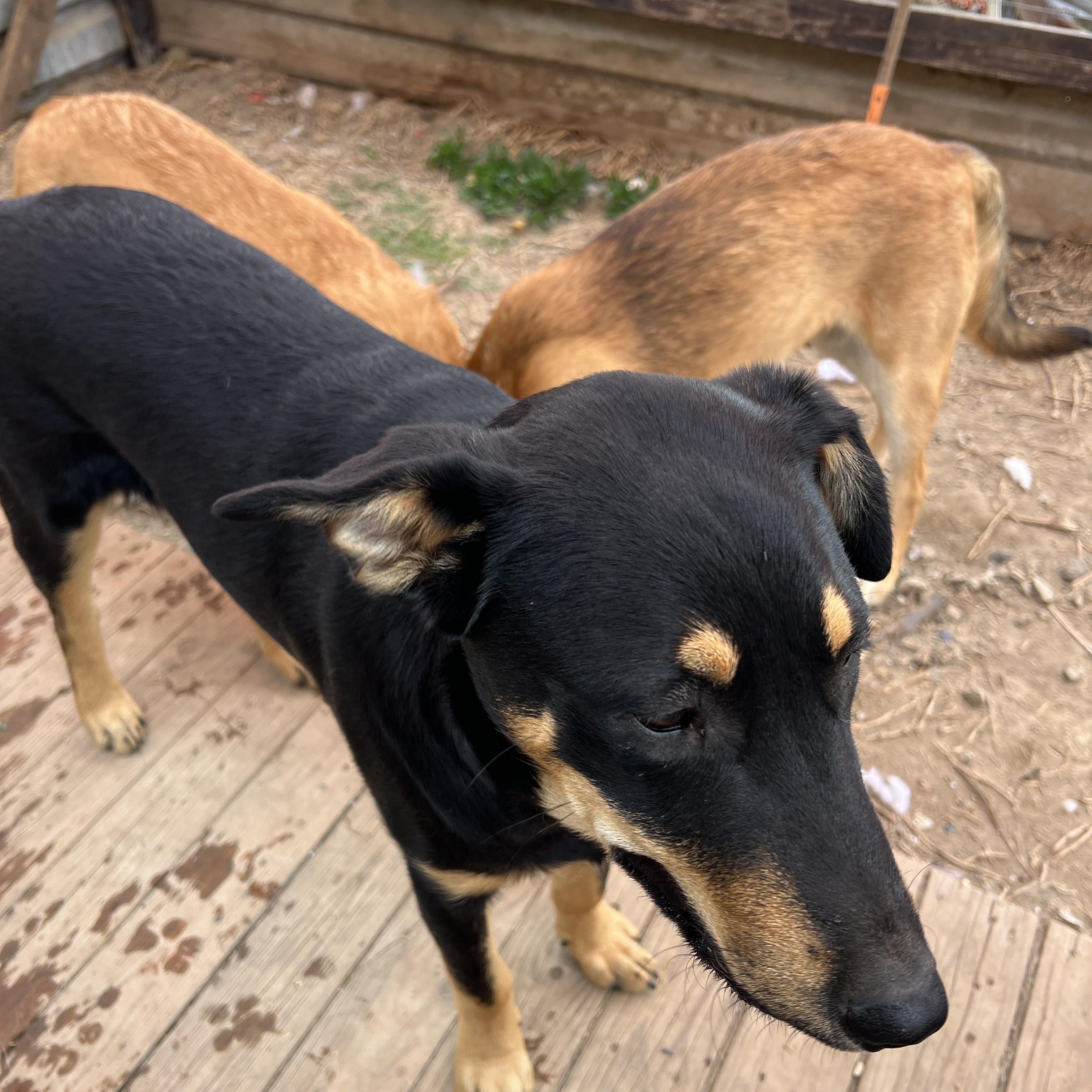 Brownie, a Adoptable mixed breed in Carlsbad, CA image 3/4