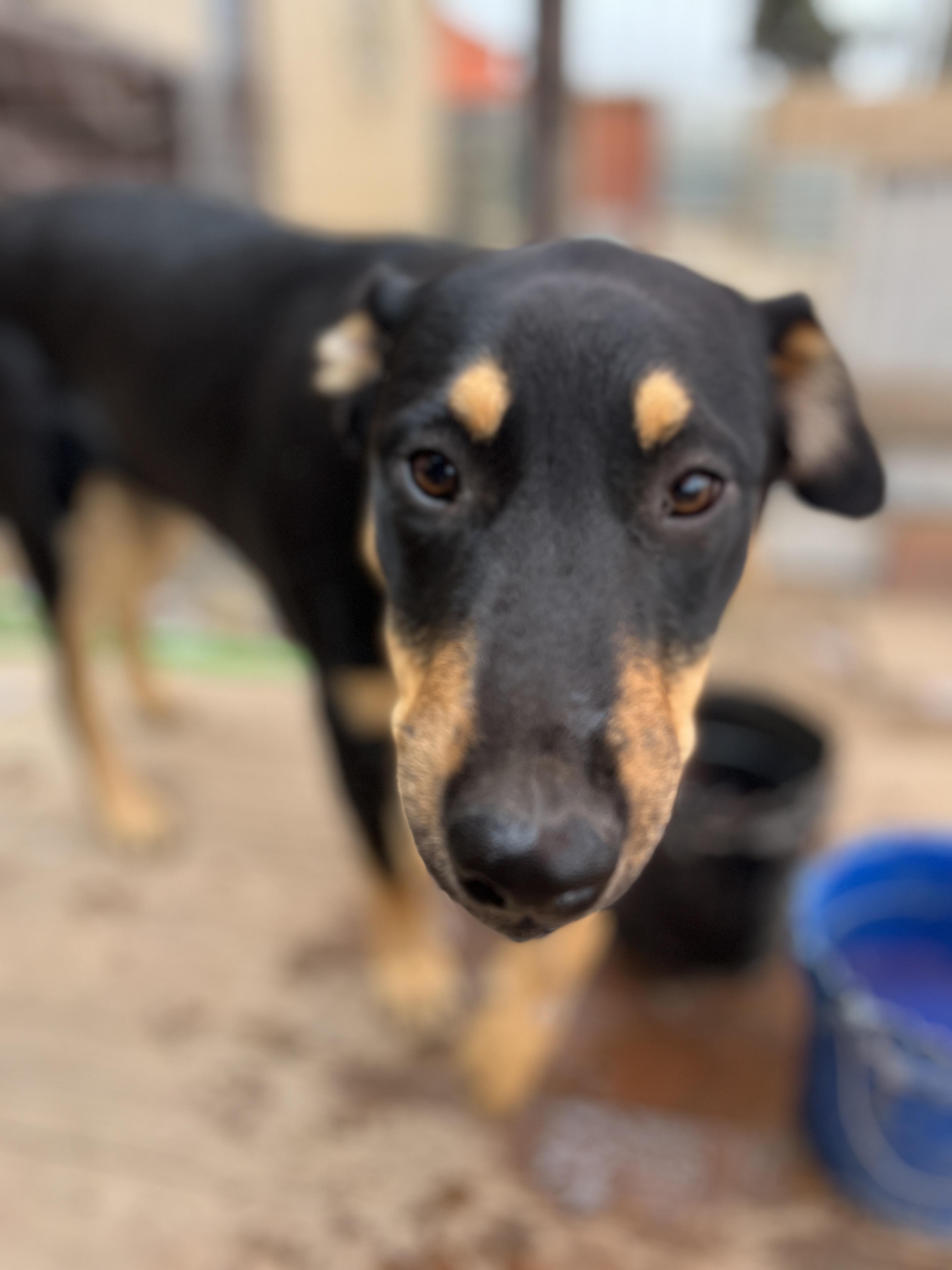 Brownie, a Adoptable mixed breed in Carlsbad, CA image 4/4