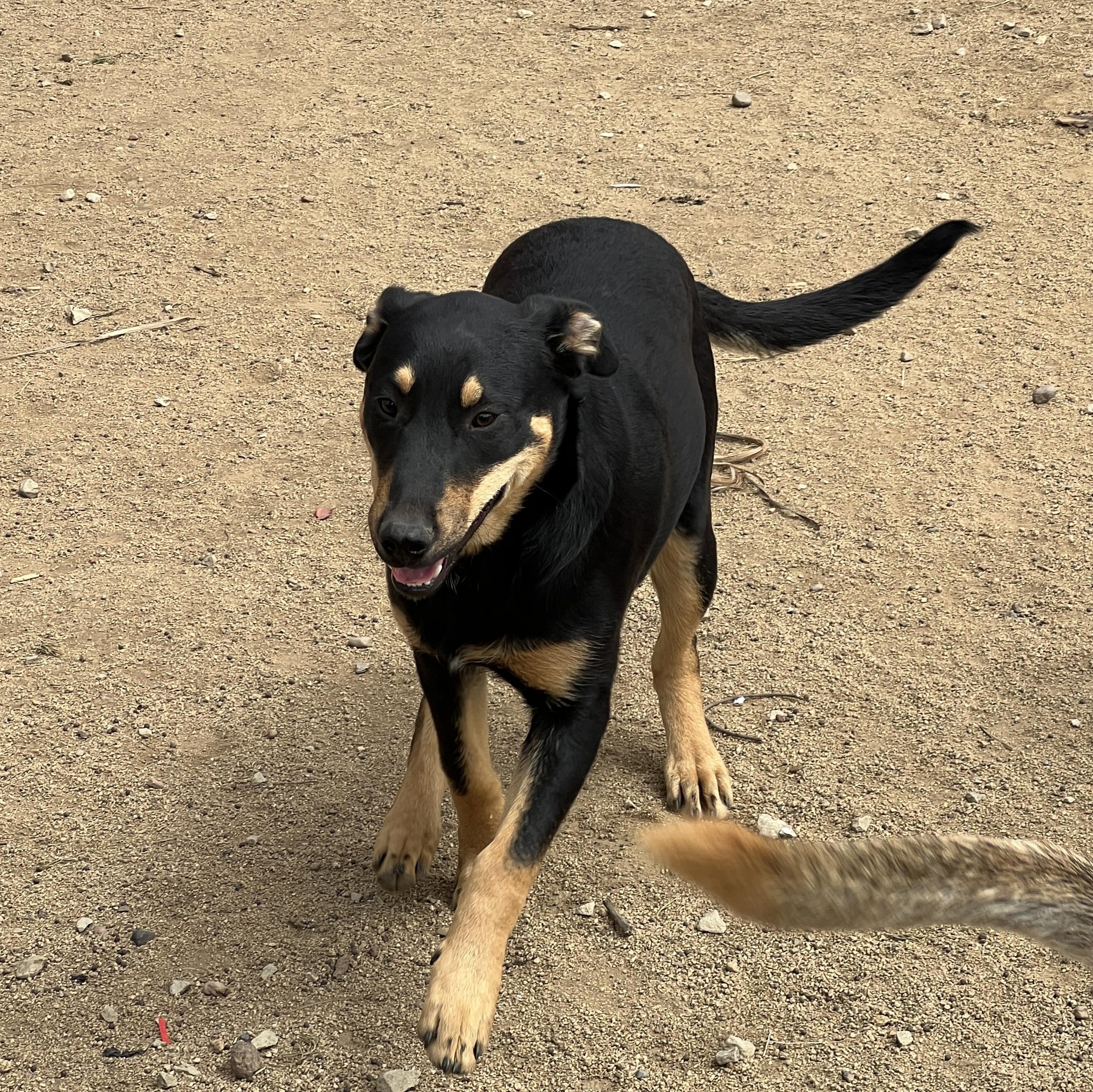 Brownie, Adoptable, Young Male Australian Kelpie.