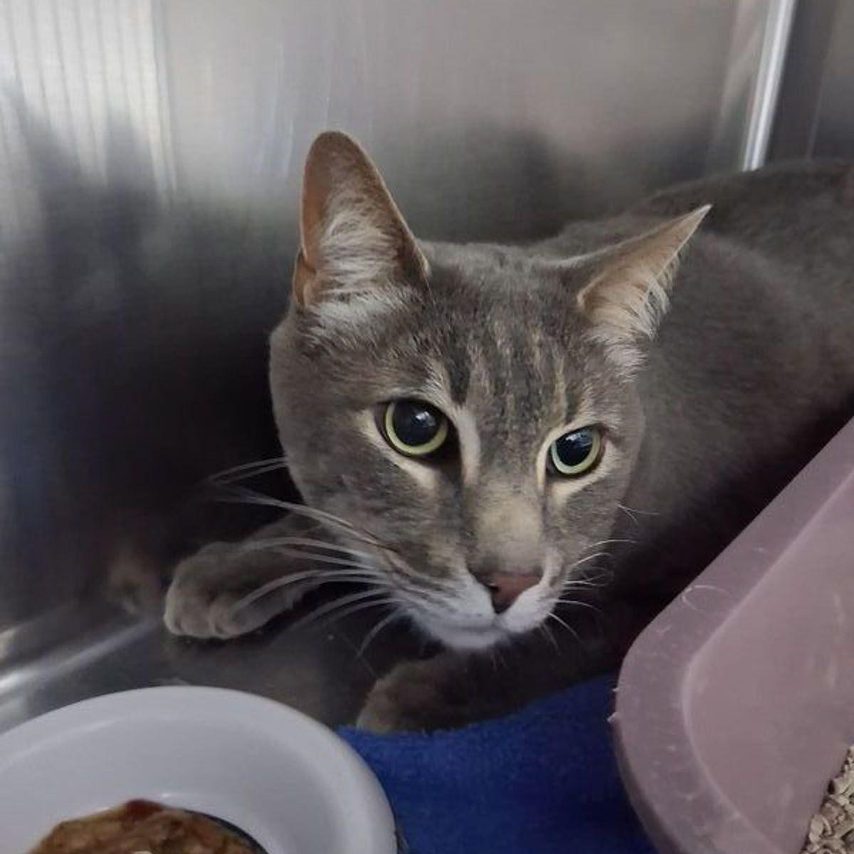 Sawyer, Adoptable, Adult Male Domestic Short Hair.