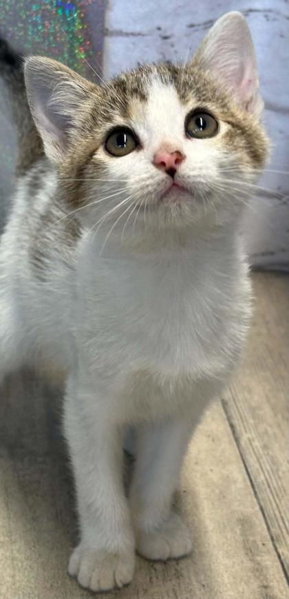 Spice, Adoptable, Adult Female Domestic Short Hair & Domestic Short Hair.